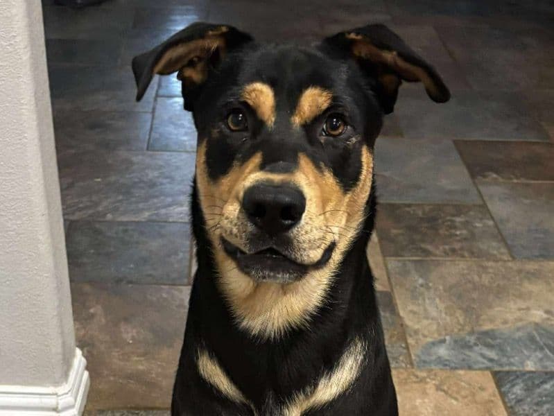 German Shepherd 1 year 3 months old male large named Ralph for adoption in Curry County, New Mexico | Petmeetly