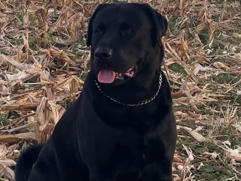 English Labrador Retriever 5 years 1 month old male large named Slugger for breeding in Franklin County, Pennsylvania | Petmeetly
