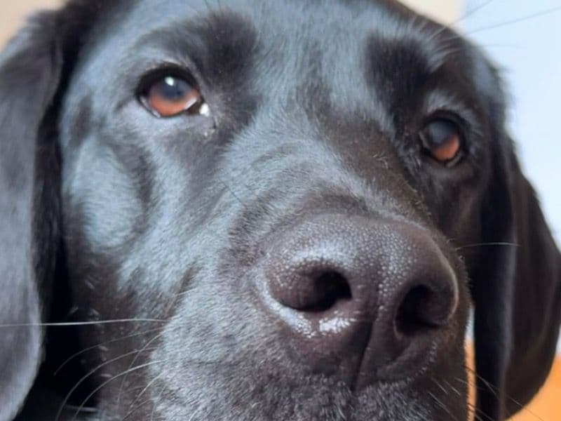 Labrador Retriever 1 year 1 month old male medium named Charlie for breeding in Glasgow City, Scotland | Petmeetly