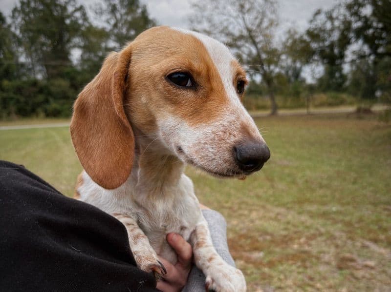 Dachshund 2 years old female small named Parker for breeding in Telfair County, Georgia | Petmeetly