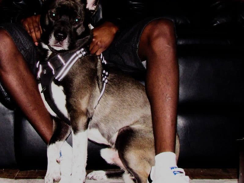 American PitBull Terrier 2 years 6 months old male medium named Neo for breeding in Richmond County, New York | Petmeetly