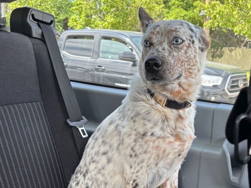 Cowboy primary photo