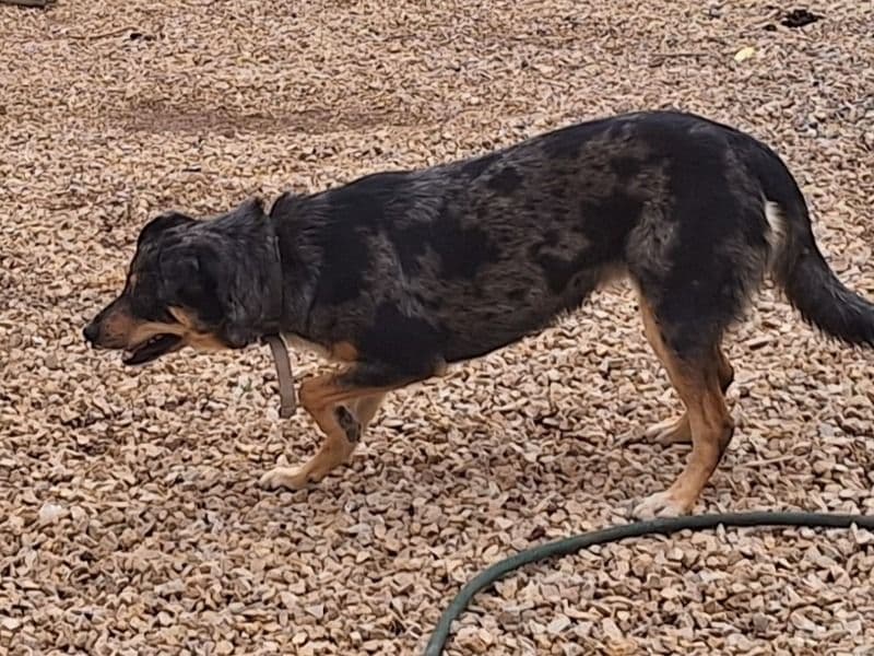 Australian Kelpie 3 years 4 months old female medium named Bobbie for breeding in Price, South Australia | Petmeetly
