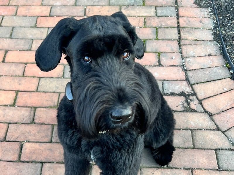 Giant Schnauzer 2 years 2 months old male large named Rook for breeding in Franklin County, Ohio | Petmeetly