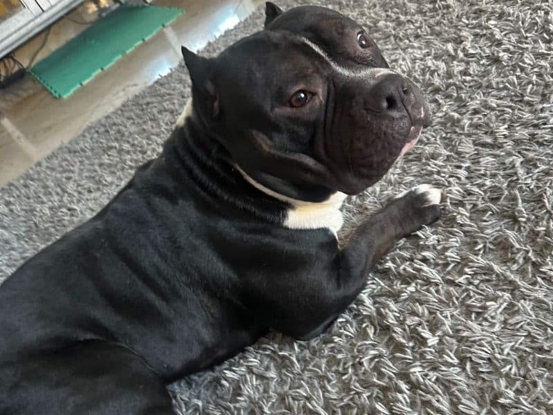 American PitBull Terrier 5 years 2 months old male medium named Zeus for breeding in Clark County, Nevada | Petmeetly
