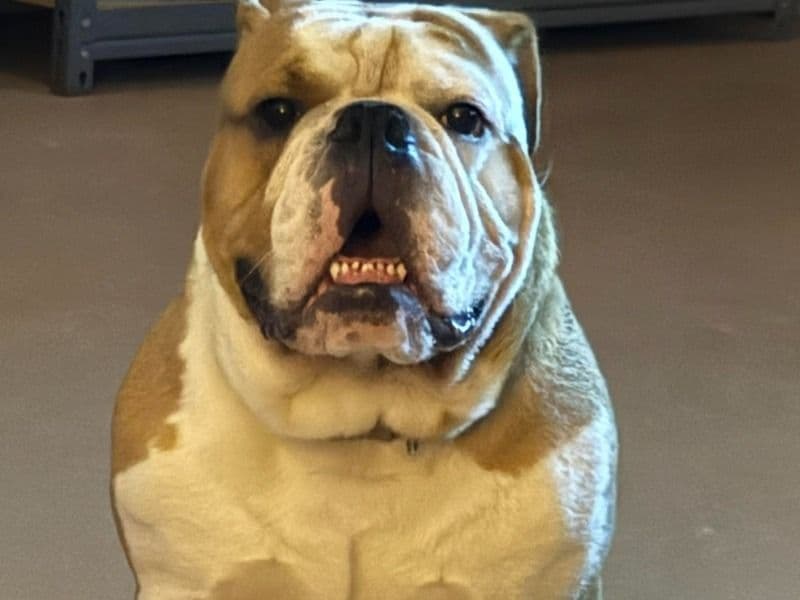 Driller primary photo