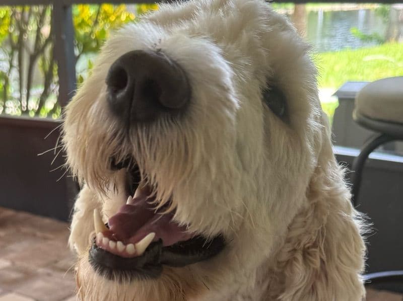 English Golden Retriever 2 years 2 months old female medium named Roxy for breeding in Florida | Petmeetly