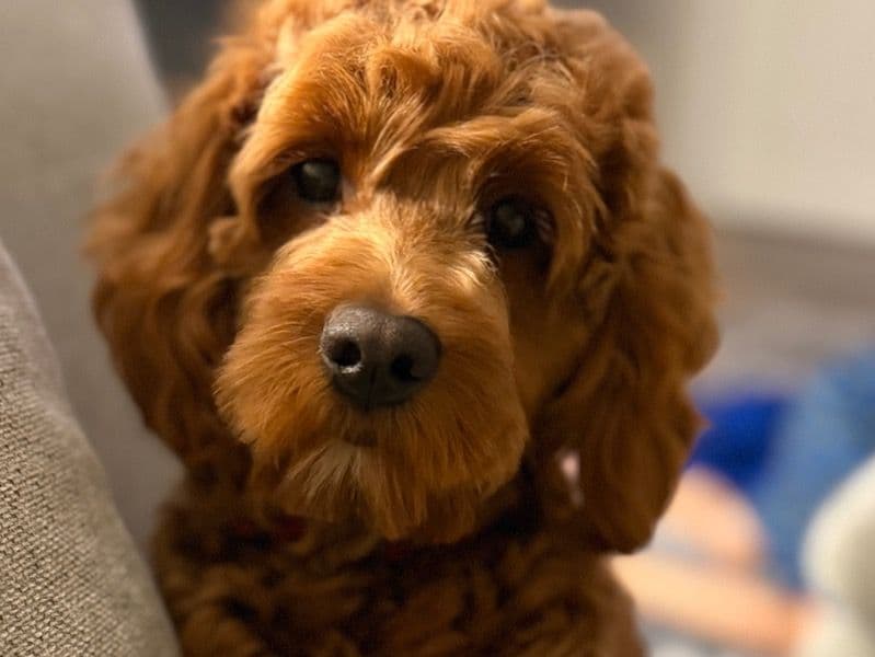 Cavapoo (Cavadoodle) 1 year 4 months old male medium named Rocky for breeding in Middlesex County, New Jersey | Petmeetly