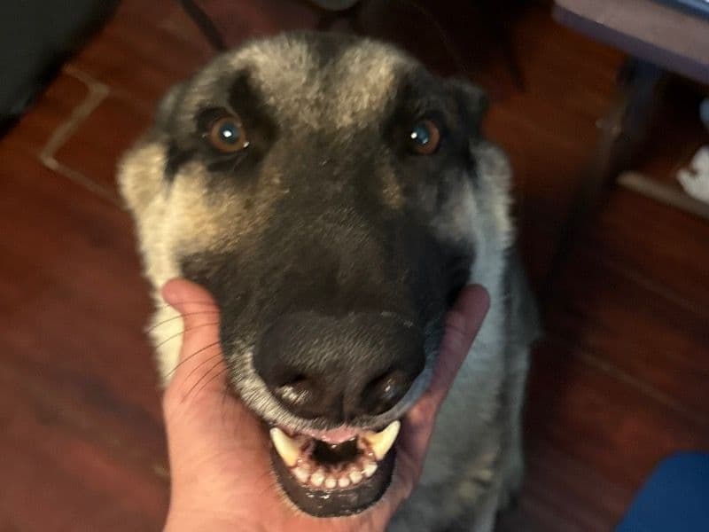 Maxwell primary photo