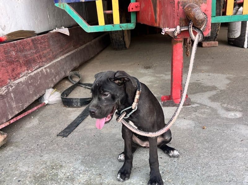 Cane Corso 6 months old female medium named Cane Corso for breeding in Ambala Division, Haryana | Petmeetly
