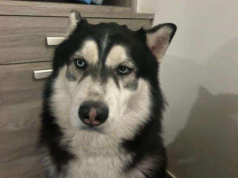 Siberian Husky 5 years old male large named Icie for breeding in Delhi Division, Delhi | Petmeetly