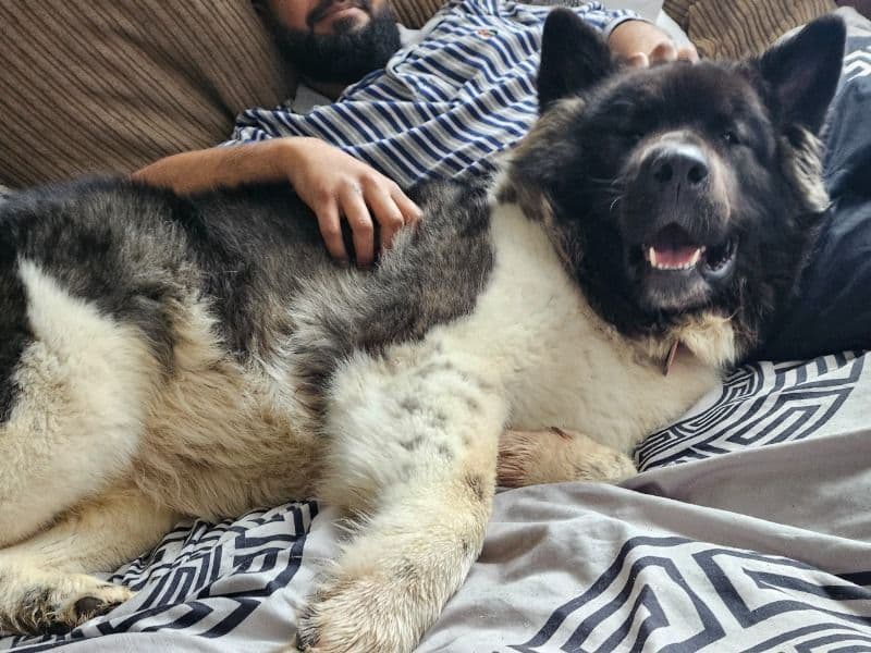 American Akita 3 years 9 months old female extra large named Xena for breeding in West Midlands, England | Petmeetly