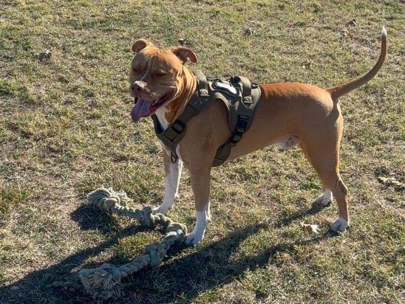 American PitBull Terrier 2 years 7 months old male large named Justus for breeding in Williamson County, Texas | Petmeetly