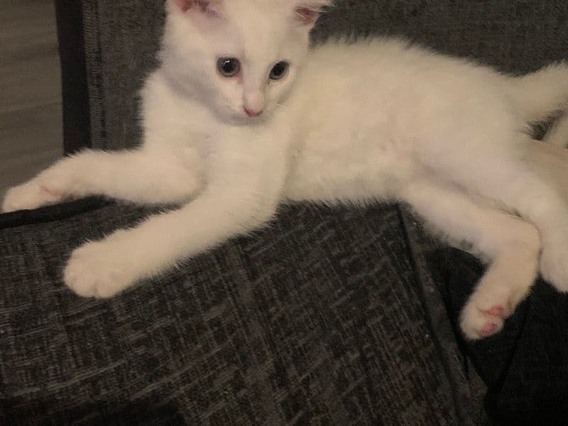 British Longhair 8 months old male named Snowy for breeding in Kent, England | Petmeetly