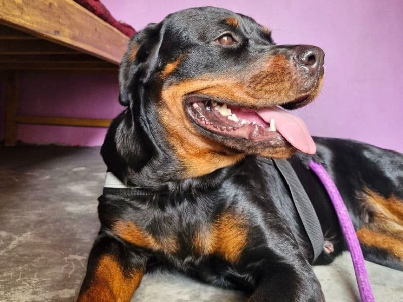 Rottweiler 2 years 10 months old female medium named Luzy for breeding in Chennai, Tamil Nadu | Petmeetly