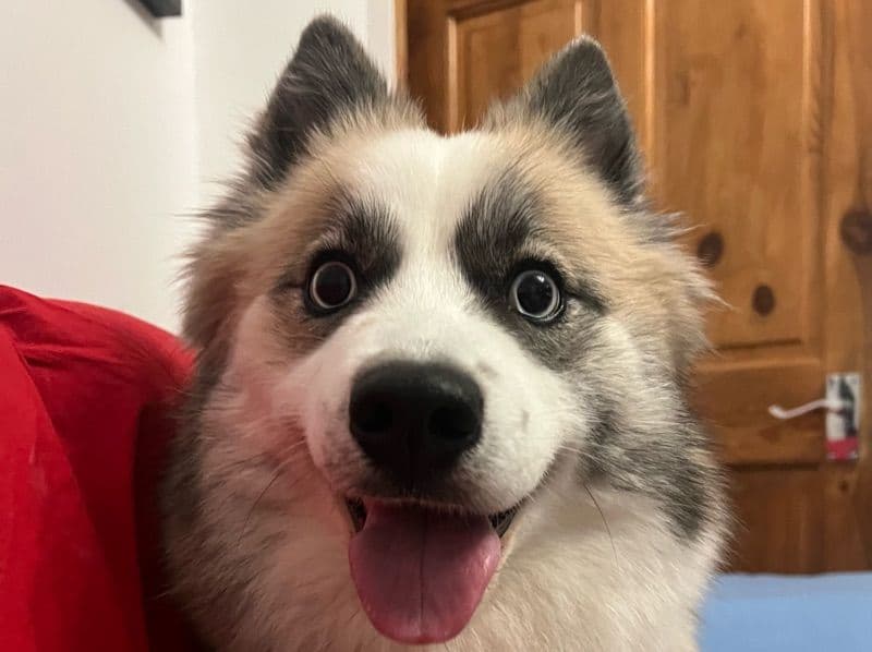Pomsky 3 years 6 months old female medium named Ice for breeding in West Yorkshire, England | Petmeetly
