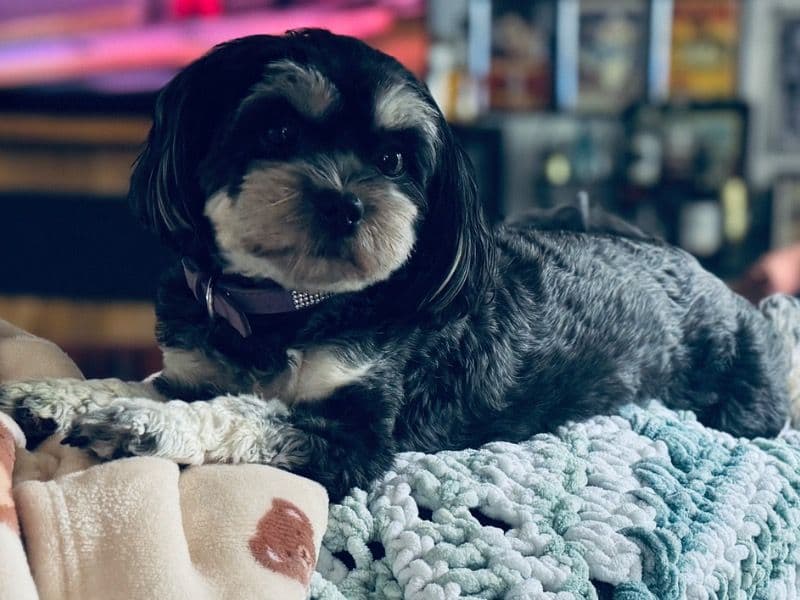 Maltese Shih Tzu 2 years old female small named Talula for breeding in Mackay Regional, Queensland | Petmeetly