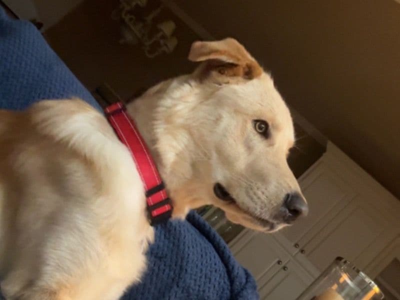 Goldador 1 year old male medium named Buddy for adoption in Tulsa County, Oklahoma | Petmeetly