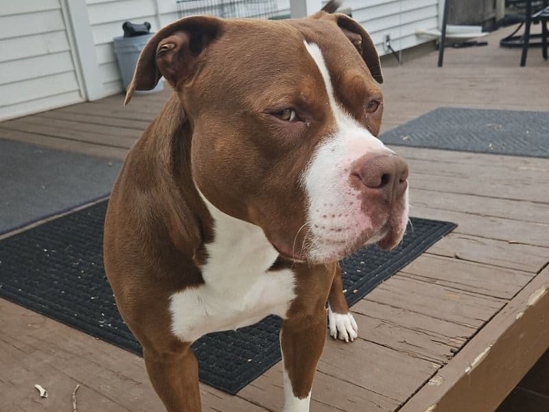 Hercules primary photo