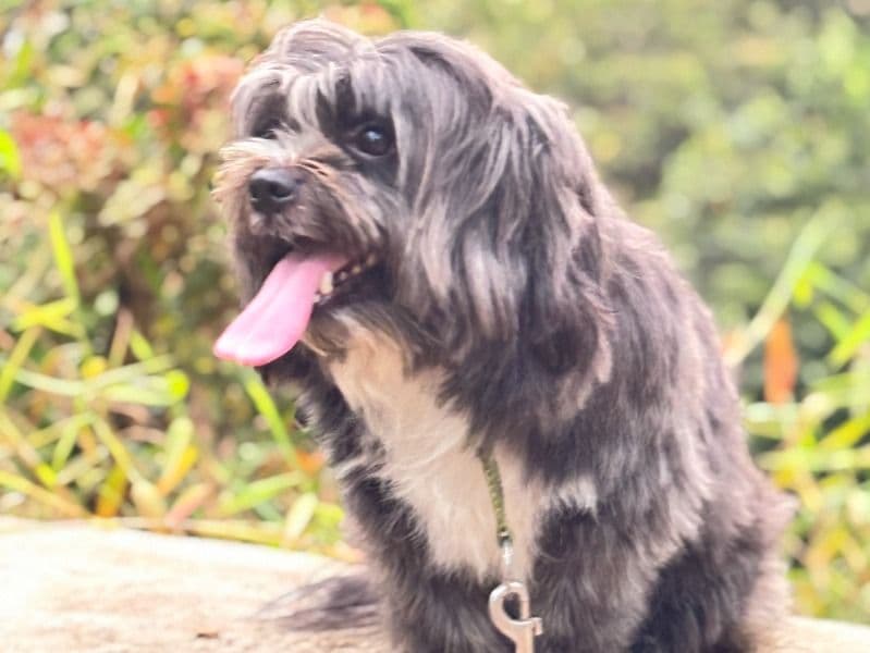 Lhasa Apso 4 years 5 months old male medium named Pixel for breeding in Bangalore Division, Karnataka | Petmeetly