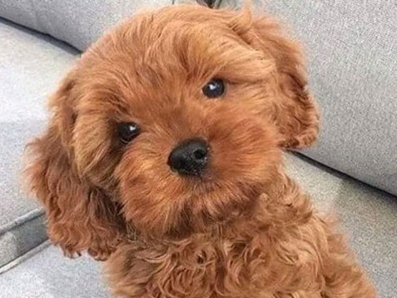 Poodle 3 months old male small named Luna for breeding | Petmeetly