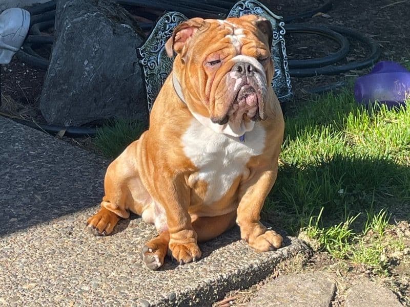 Bulldog 4 years 6 months old male medium named Buford for breeding in Yamhill County, Oregon | Petmeetly