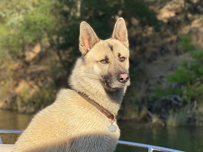 Husky 4 years 6 months old male medium named Jackson for breeding in San Mateo County, California | Petmeetly