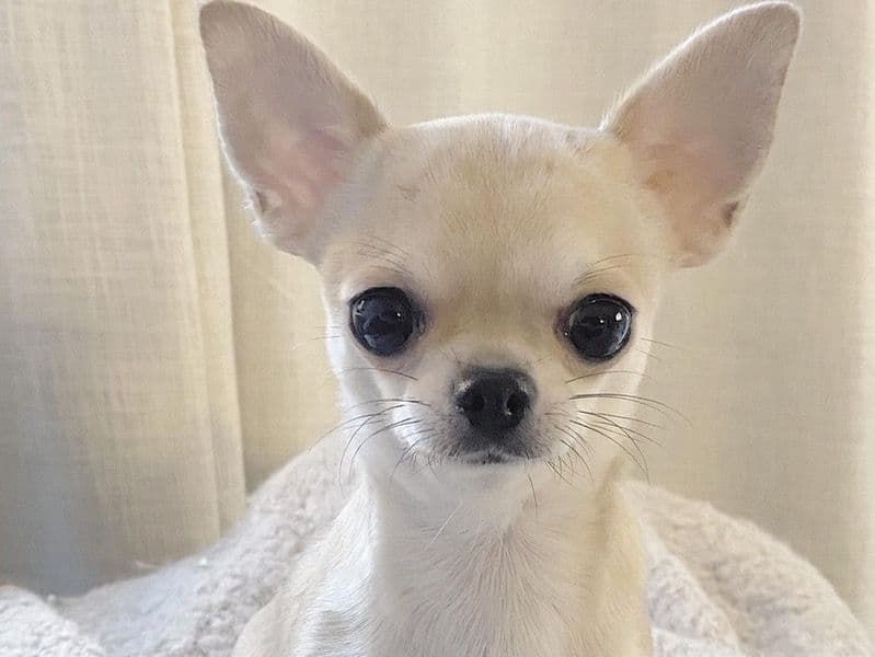 Lucy - Chihuahua | Petmeetly