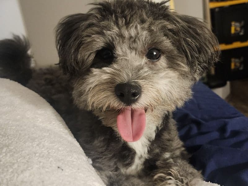 Toy Poodle 2 years 2 months old male small named Gasper for breeding in Wake County, North Carolina | Petmeetly