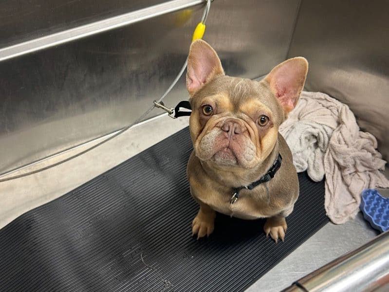 French Bulldog 1 year 1 month old female small named Kash for breeding in Alameda County, California | Petmeetly
