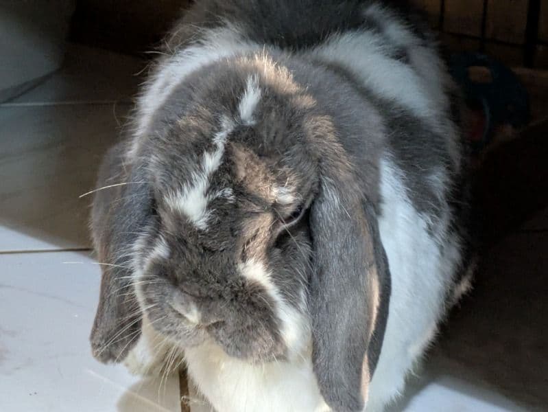 Rosaphia (phia) - Mini Lop | Petmeetly