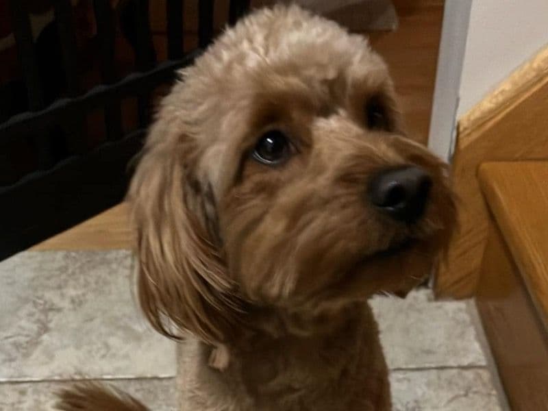 Mini Golden Doodle 2 years 11 months old male small named Pumpkin for breeding in Kings County, New York | Petmeetly