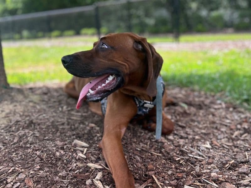 Redbone Coonhound 1 year 5 months old male large named Walker for breeding in Forsyth County, North Carolina | Petmeetly