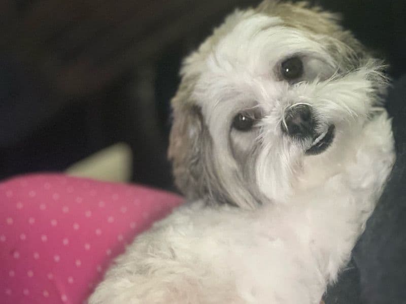 Shih Tzu 2 years 4 months old female small named Chanel for breeding in Hamilton County, Tennessee | Petmeetly