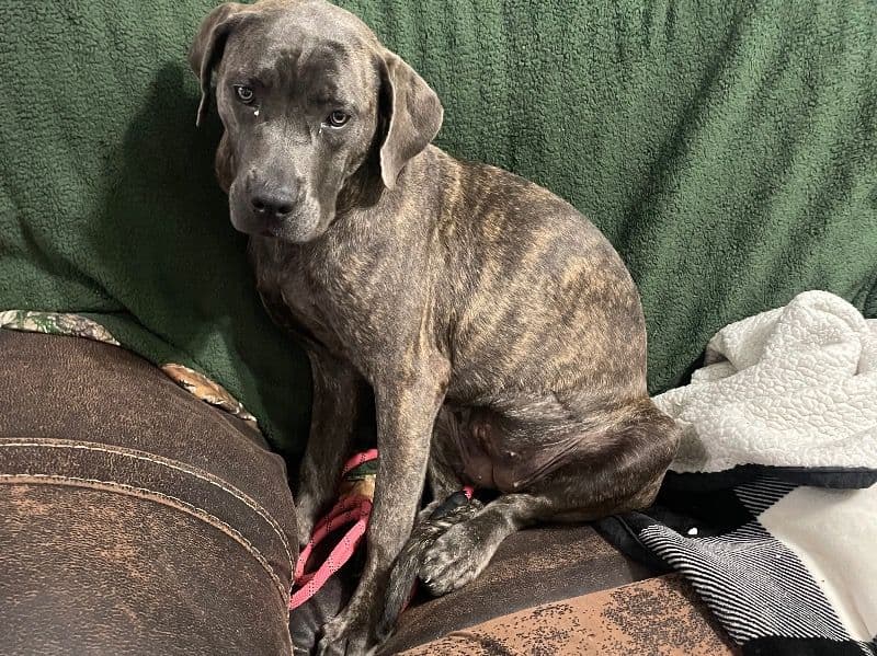 Mastador 1 year old female large named Hella for breeding in Smith County, Texas | Petmeetly