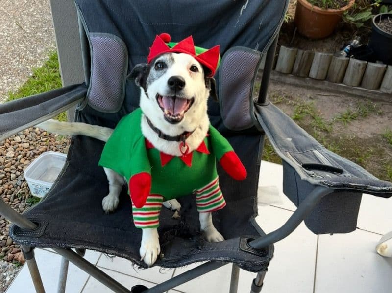 Dachshund 7 years 5 months old female medium named Katy for breeding in Ipswich City, Queensland | Petmeetly