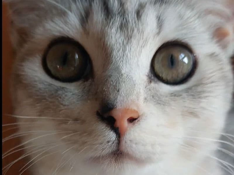 Egyptian Mau 1 year 3 months old female named Mimi for breeding in West Midlands, England | Petmeetly