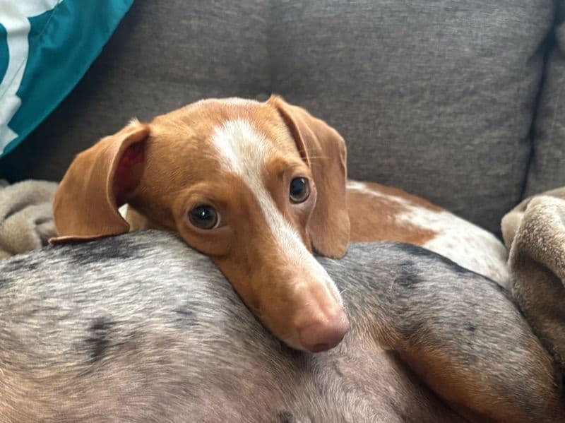 Miniature Dachshund 2 years 6 months old female small named Harper for breeding in Aiken County, South Carolina | Petmeetly