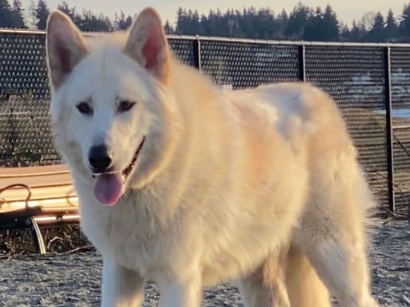 Alaskan Malamute 1 year 9 months old male extra large named Zuko for breeding in Pierce County, Washington | Petmeetly