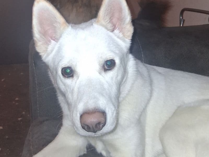 Husky 1 year 4 months old female large named Peewee for breeding in Maricopa County, Arizona | Petmeetly