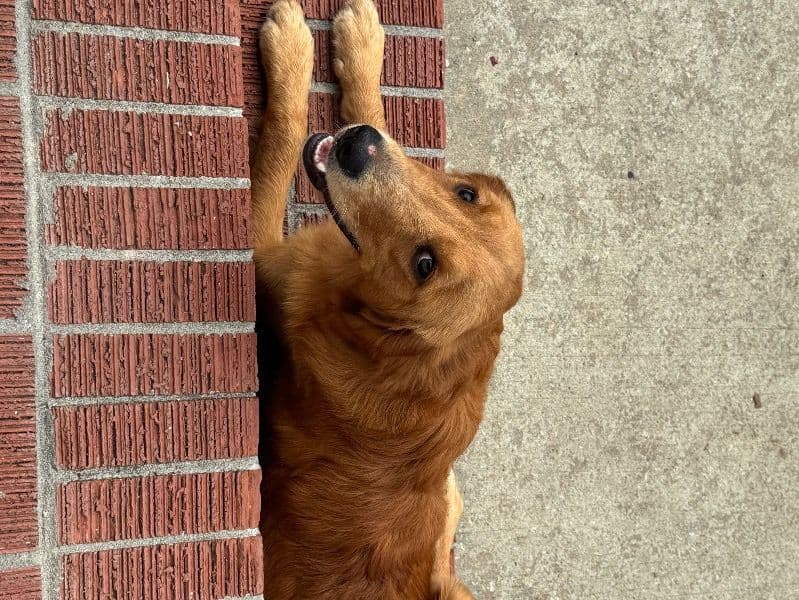 Golden Retriever 1 year old female medium named Bailey for breeding in Middletown, New York | Petmeetly