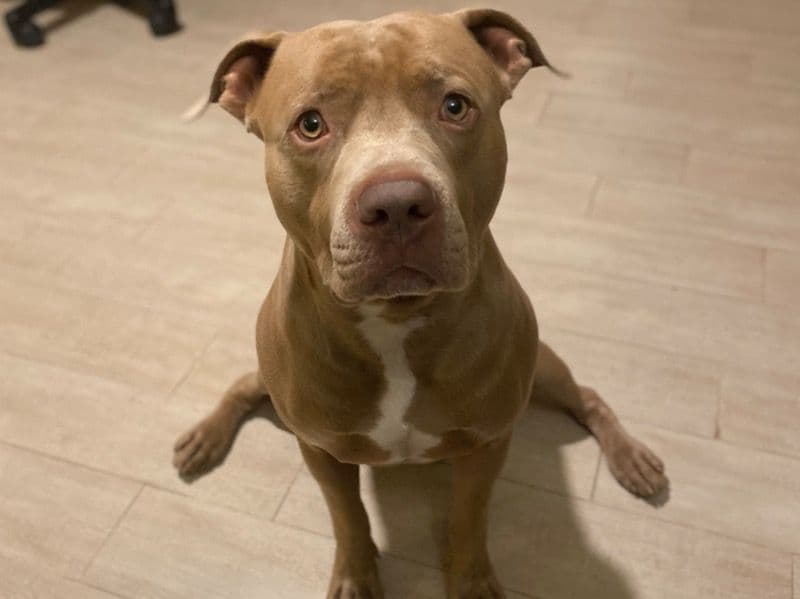 Pit Bull Terrier 7 years 1 month old male medium named Weezy for breeding in Maricopa County, Arizona | Petmeetly
