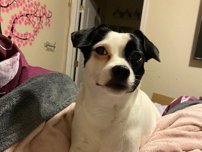 Jack Tzu 4 years 5 months old female small named Koia for breeding in Hampton, Virginia | Petmeetly