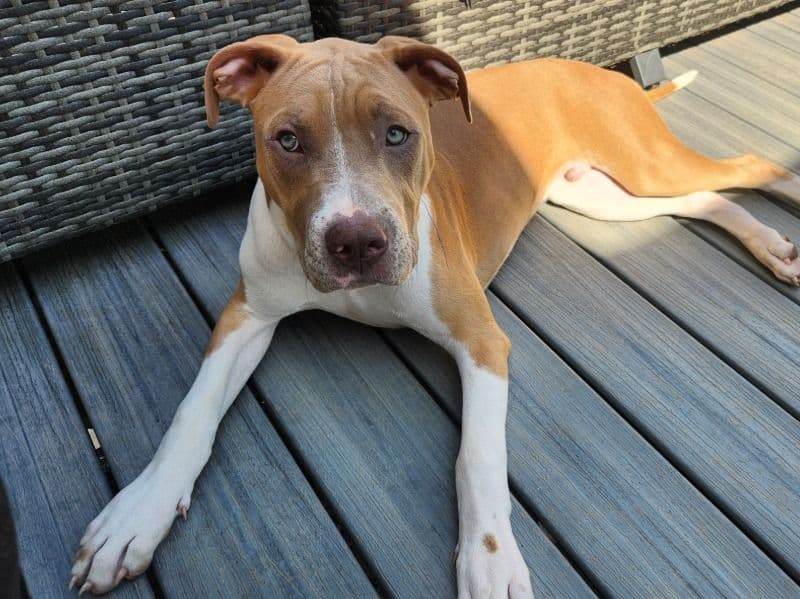 Boxer 1 year 2 months old male large named Atlas for sale in Triangle, Virginia | Petmeetly