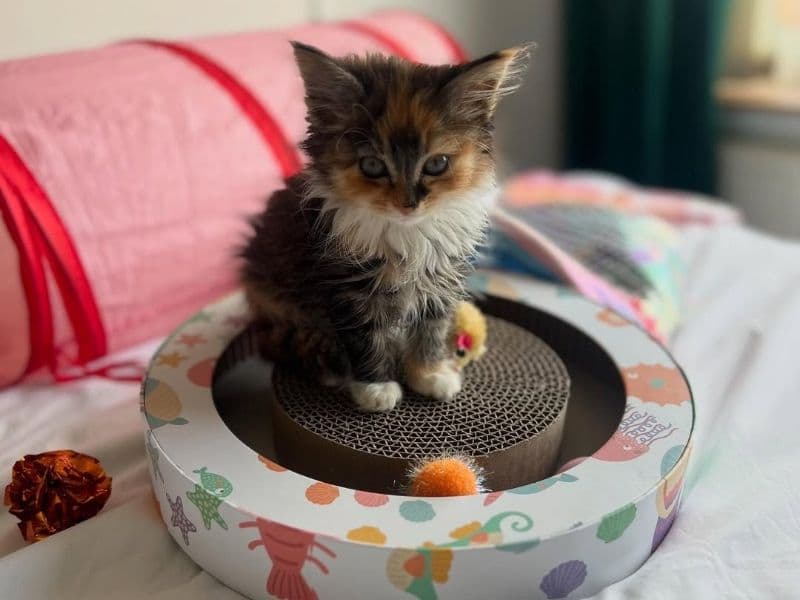 Max - Maine Coon | Petmeetly