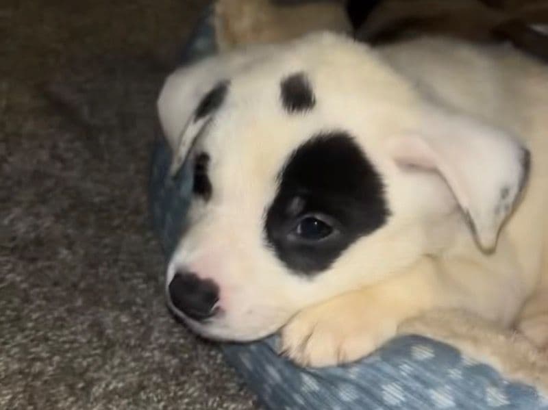 Husky 7 months old male small named Target for breeding in Lake County, Illinois | Petmeetly