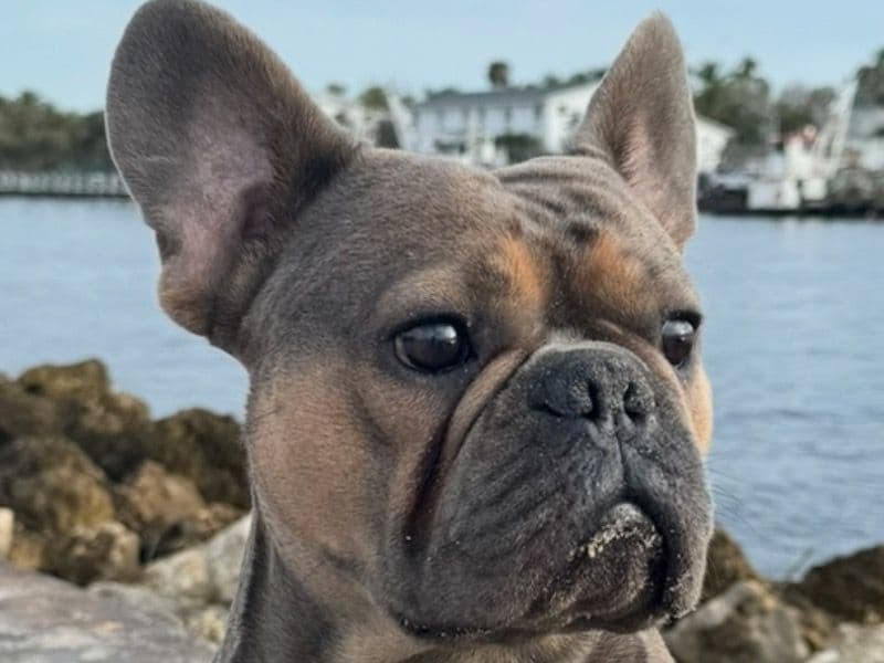 French Bulldog 4 years 8 months old male large named Argose for breeding in Broward County, Florida | Petmeetly