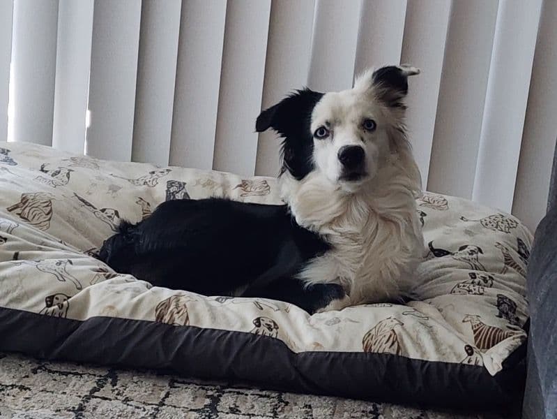 Miniature Australian Shepherd 2 years old male medium named Leo for breeding in Hillsborough County, Florida | Petmeetly