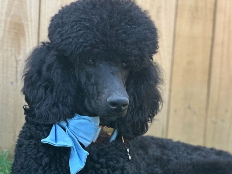 Standard Poodle 1 year 7 months old male large named Lumière for breeding in Lorain County, Ohio | Petmeetly