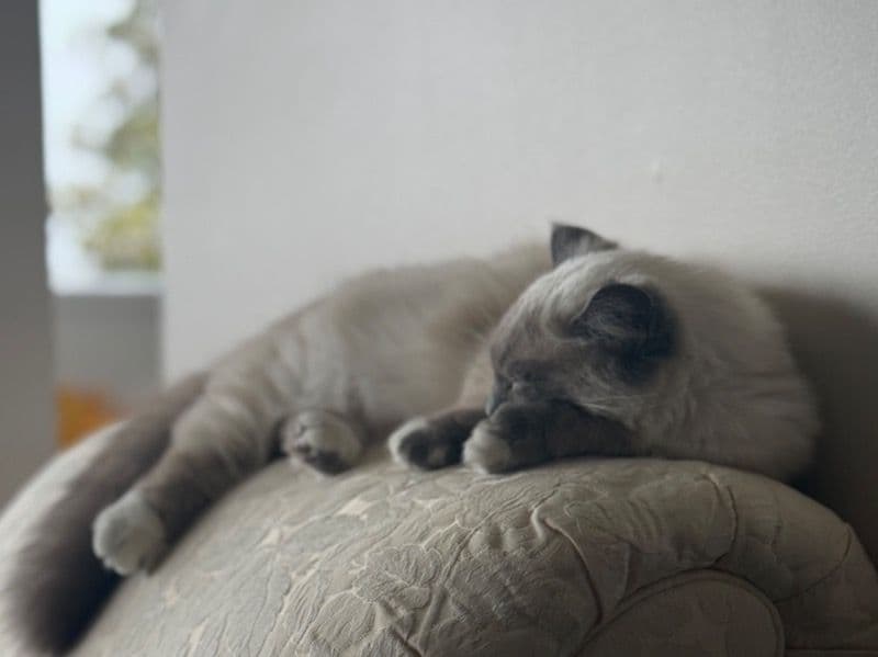 Munchkin 1 year 7 months old female named Peanut for breeding in Metro Vancouver, British Columbia | Petmeetly